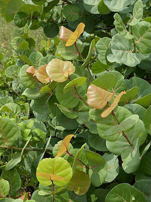 Coccoloba uvifera