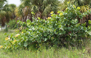 Coccoloba uvifera