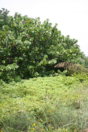 Coccoloba uvifera