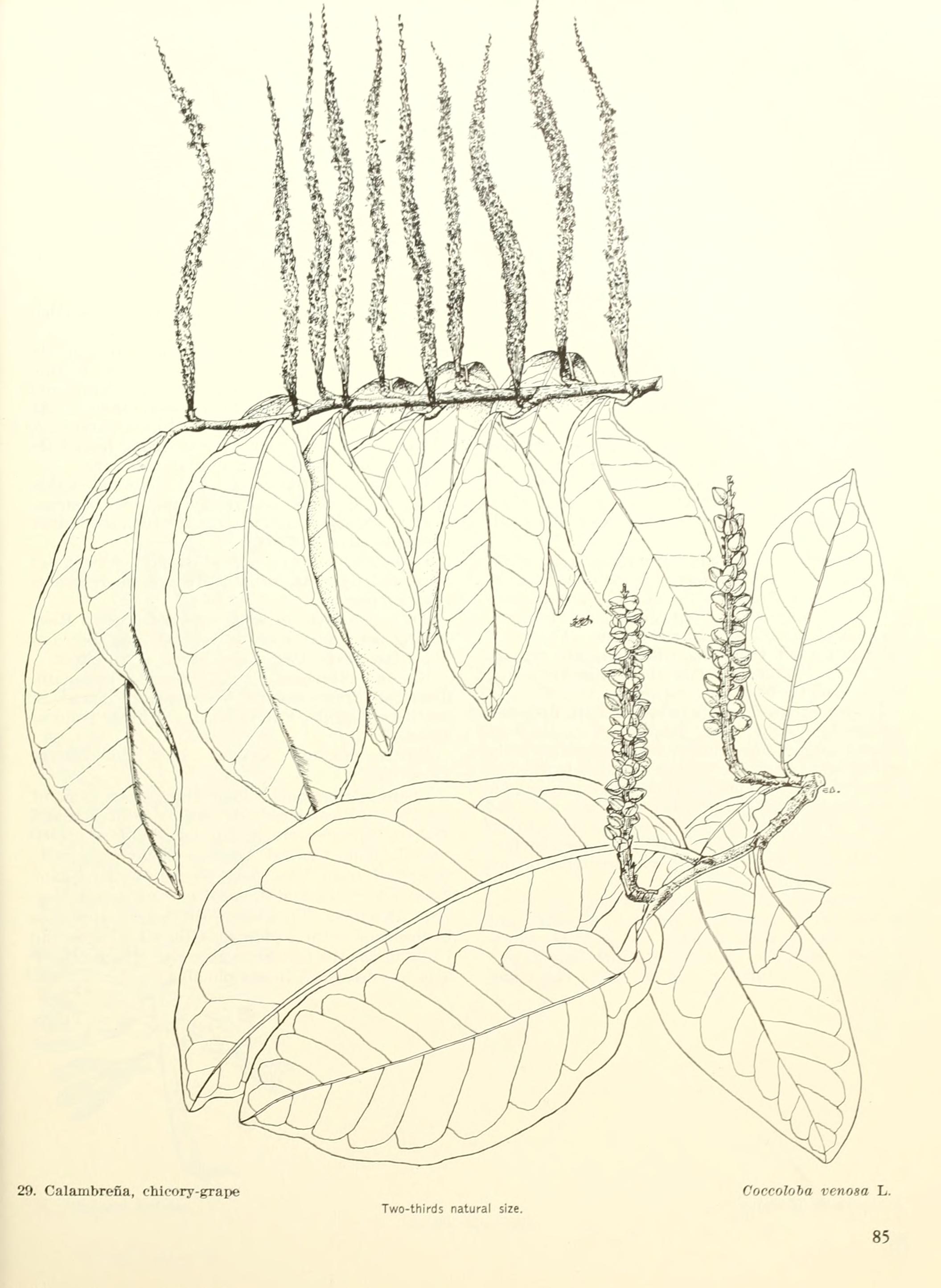 Coccoloba venosa