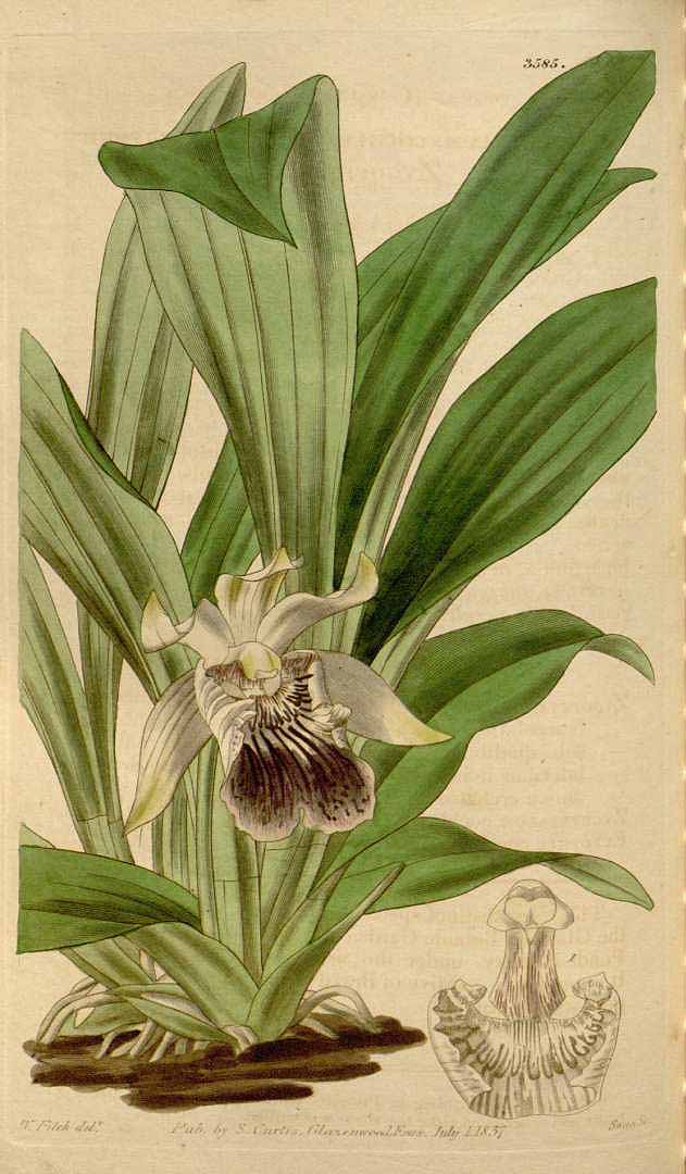 Cochleanthes flabelliformis