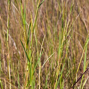 Coelorachis tuberculosa