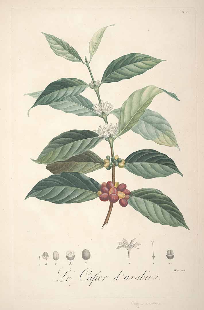 Coffea arabica