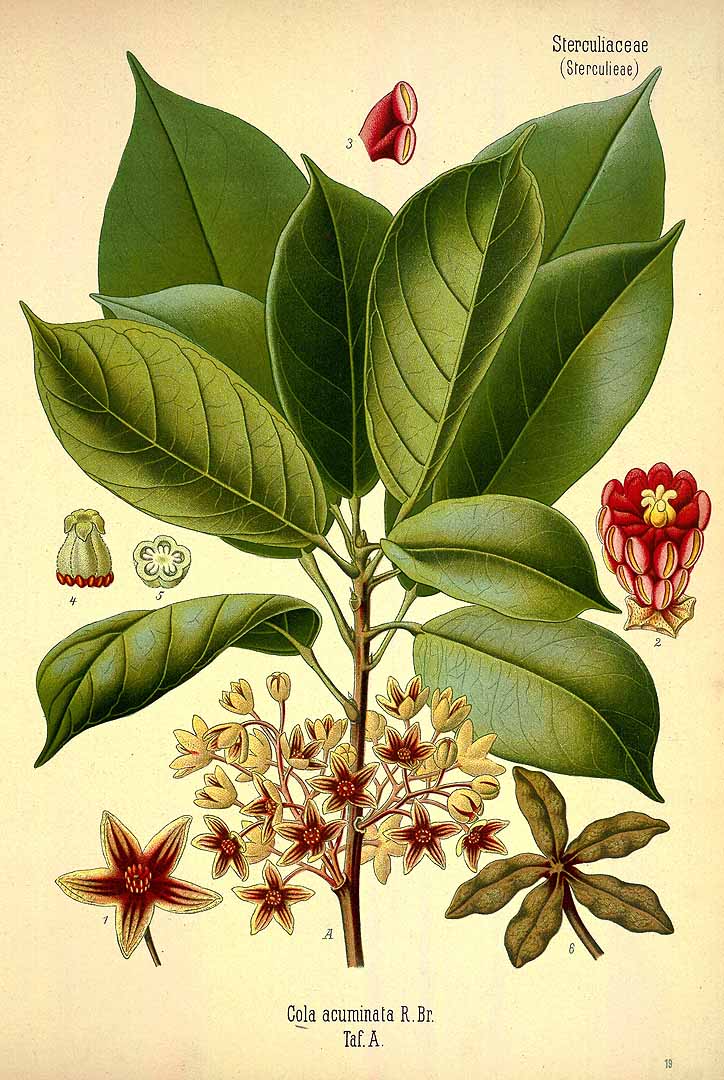 Cola acuminata