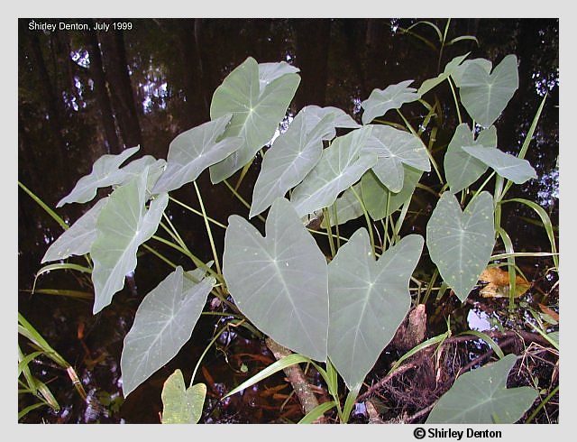 Colocasia esculenta