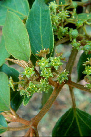 Colubrina arborescens