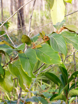 Colubrina arborescens