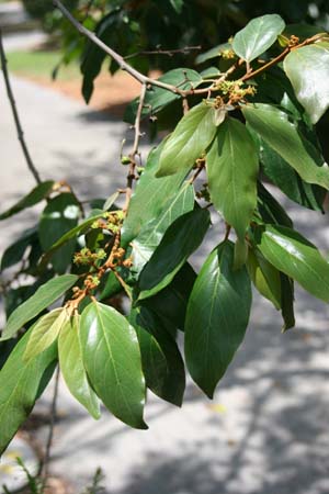 Colubrina arborescens