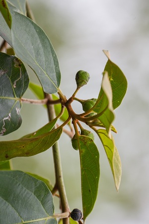 Colubrina arborescens