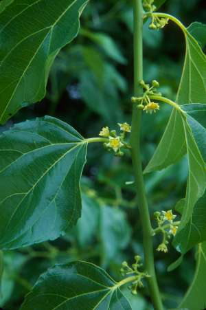 Colubrina asiatica