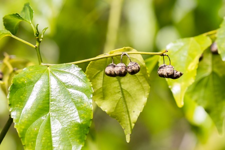 Colubrina asiatica