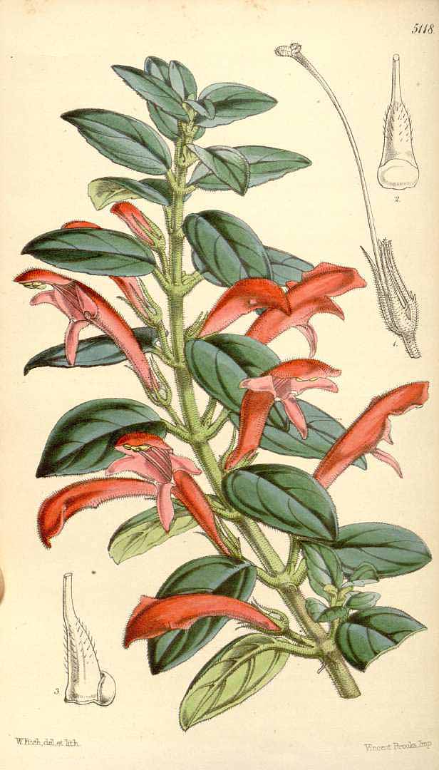 Columnea scandens