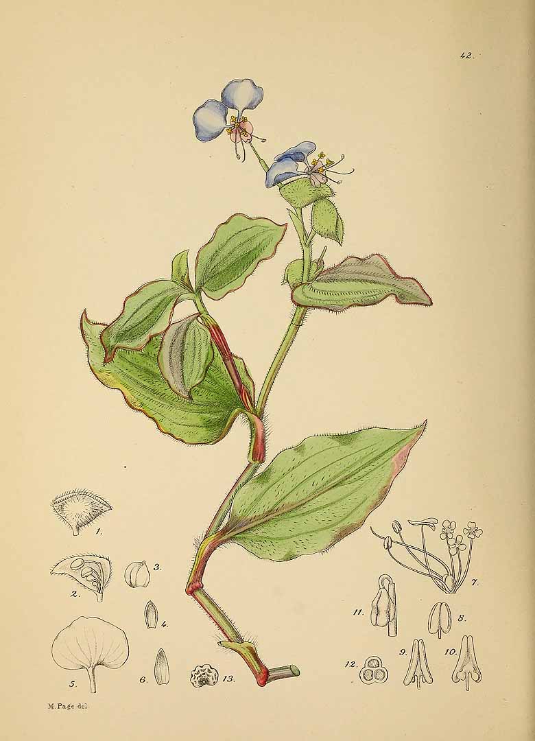 Commelina benghalensis