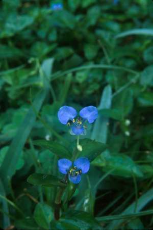 Commelina diffusa