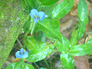 Commelina diffusa