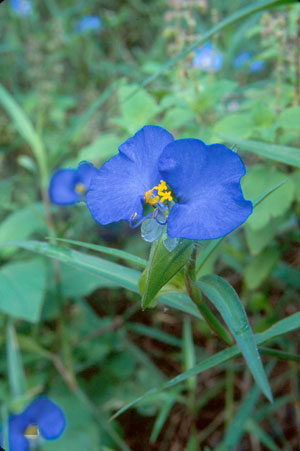 Commelina erecta