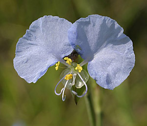 Commelina erecta