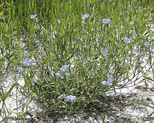 Commelina erecta