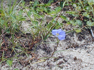 Commelina erecta