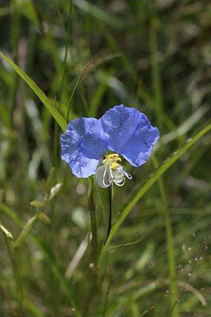 Commelina erecta