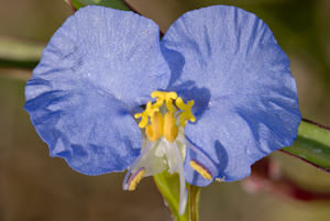 Commelina erecta