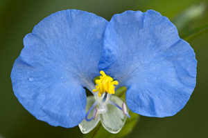 Commelina erecta