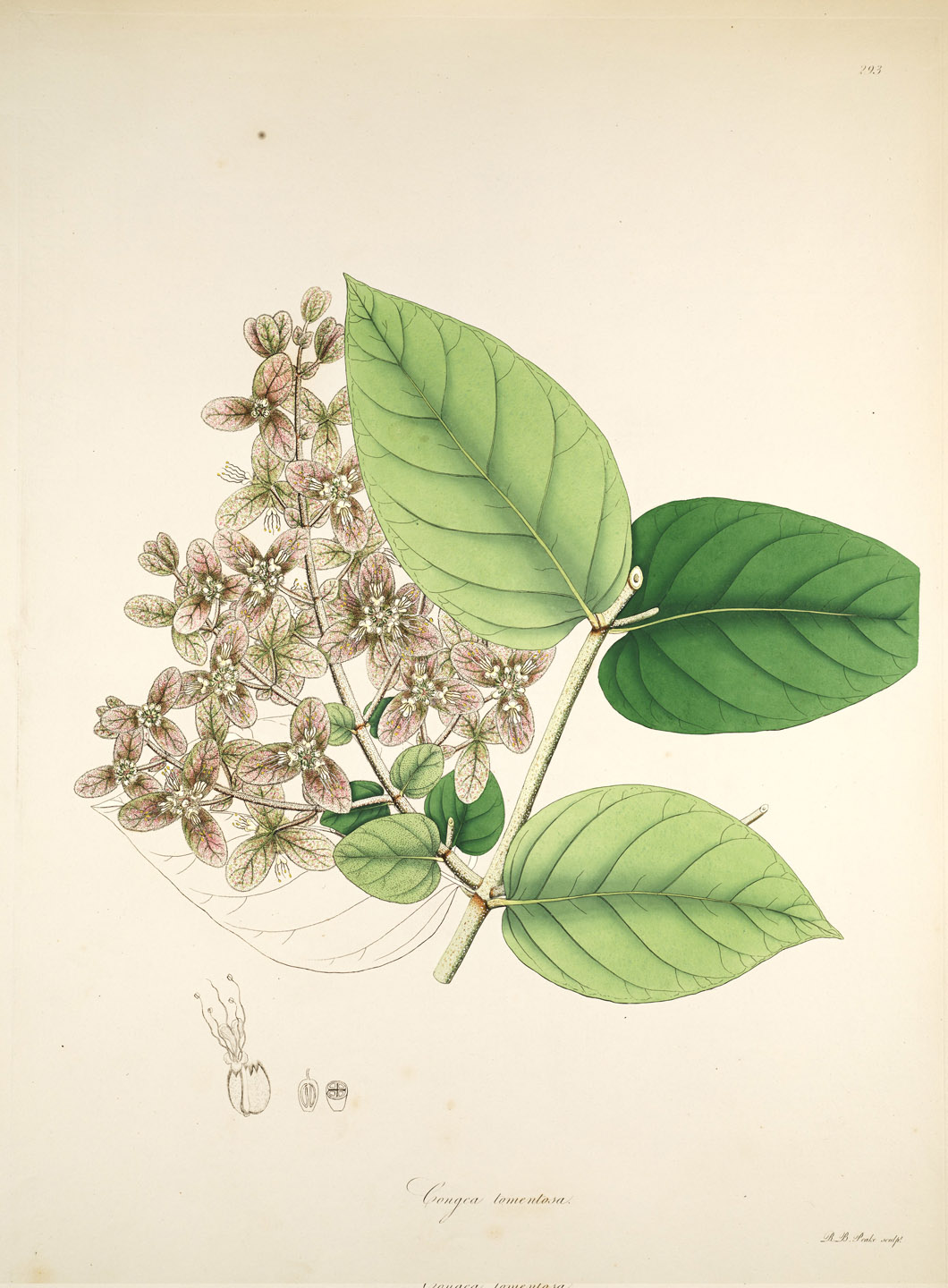 Congea tomentosa