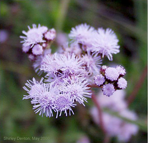 Conoclinium coelestinum