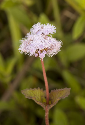 Conoclinium coelestinum