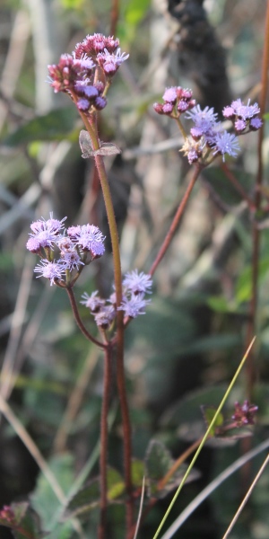 Conoclinium coelestinum