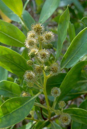 Conocarpus erectus