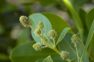 Conocarpus erectus