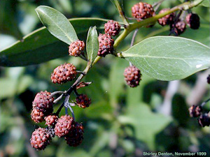 Conocarpus erectus