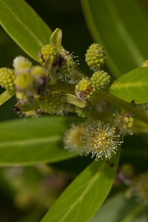 Conocarpus erectus