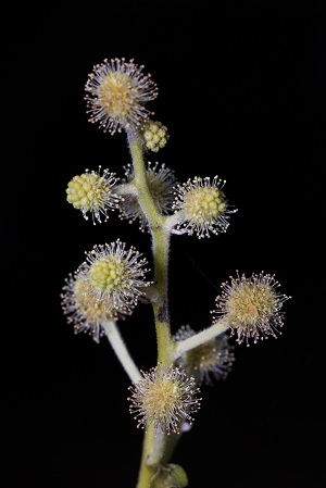 Conocarpus erectus