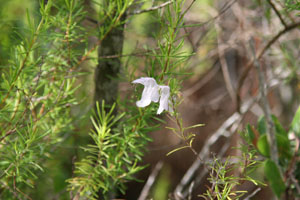 Conradina grandiflora