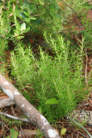 Conradina grandiflora