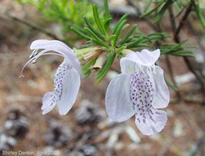 Conradina grandiflora