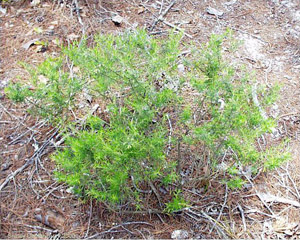 Conradina grandiflora