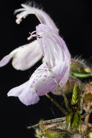 Conradina grandiflora