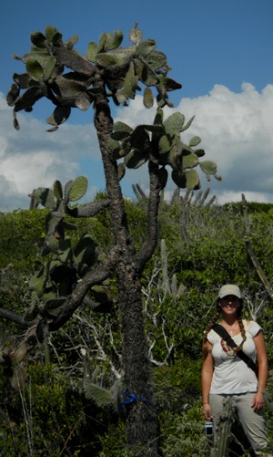 Consolea rubescens