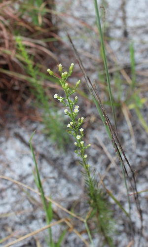 Conyza canadensis