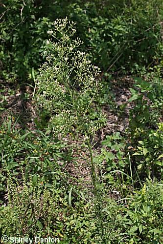 Conyza canadensis