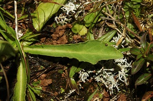Conyza primulifolia