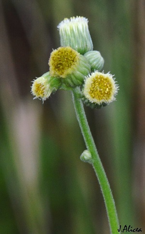 Conyza primulifolia