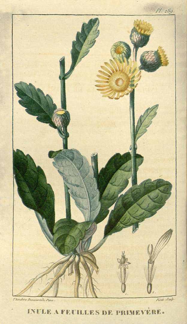 Conyza primulifolia