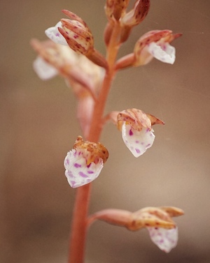 Corallorhiza wisteriana