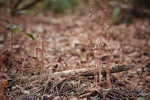 Corallorhiza wisteriana