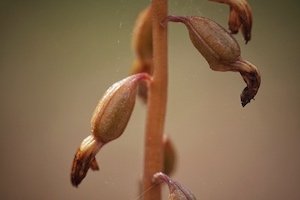 Corallorhiza wisteriana