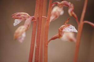 Corallorhiza wisteriana